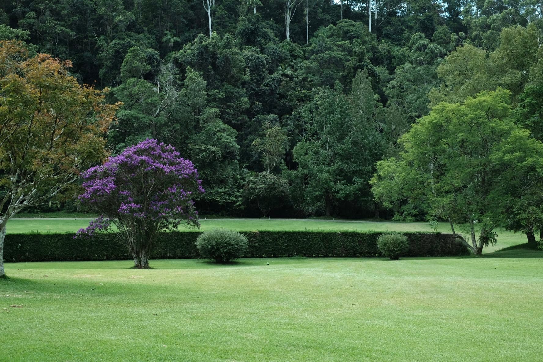 Jacaranda lawn in full bloom
